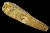 Bargain, Spinosaurus Tooth - Real Dinosaur Tooth #123736-1